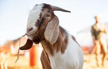 Ciri-ciri Kambing Kurban yang Sehat, Penting Diketahui agar Daging Aman Dikonsumsi