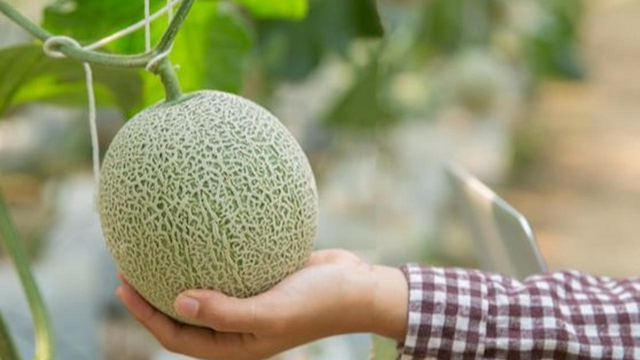 Ada banyak kebun buah di Kabupaten Bojonegoro, Jawa Timur, yang menarik dikunjungi. Kebun-kebun ini menghadirkan pengalaman seru karena wisatawan bisa memetik buah secara langsung dan mencicipinya.