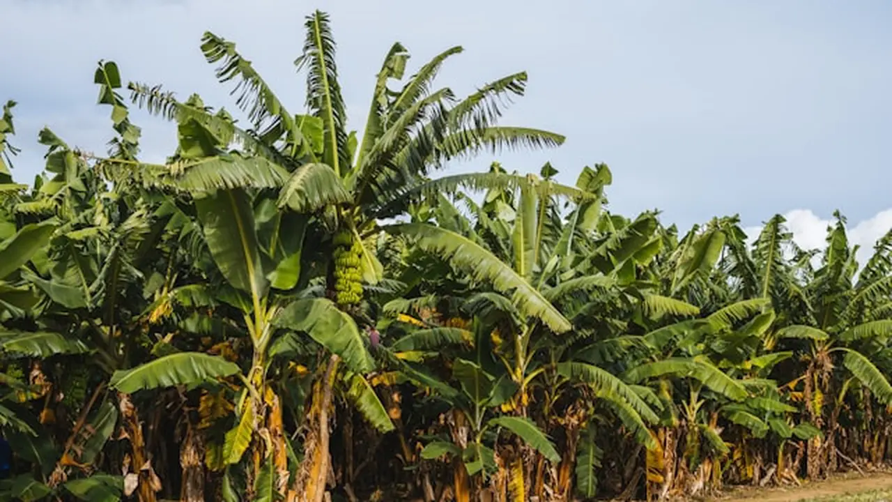 Ilustrasi pohon pisang