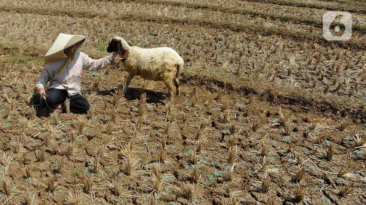 Indonesia Masuki Puncak Kemarau di Agustus 2025, Ini Daftar Daerah Terdampak
