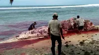 Bangkai Paus Sperma sepanjang 12,6 meter terdampar di Pantai Kaur Provinsi Bengkulu (Liputan6.com/Yuliardi Hardjo)