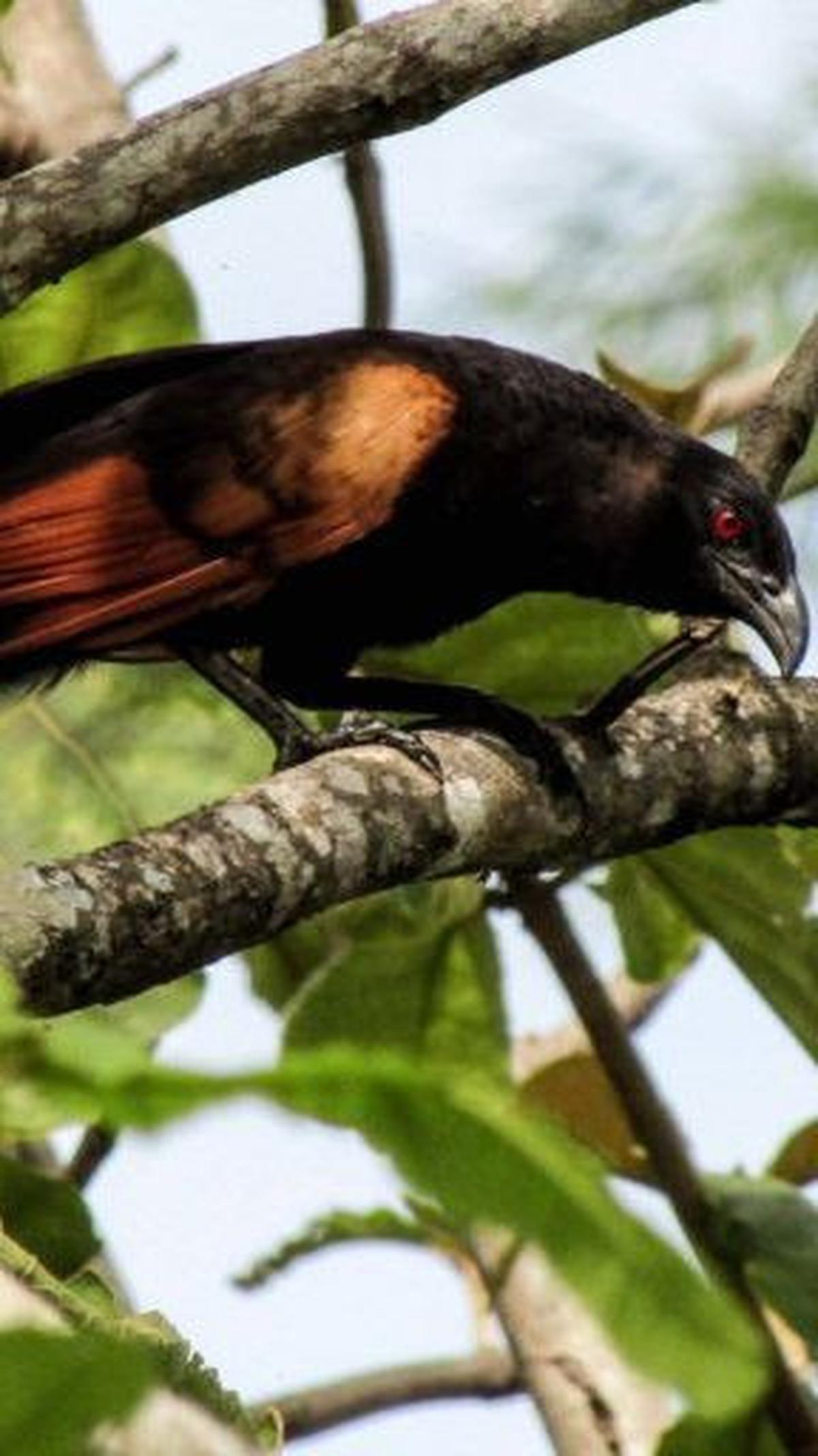 3.&nbsp;Burung Hitam Bersayap Merah