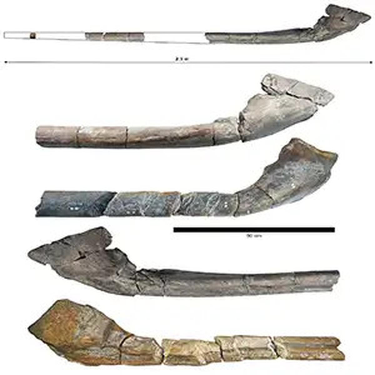 fosil reptil laut