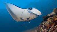 Selain atraksi di darat, Labuan Bajo juga punya daya tarik lain di laut yakni berenang bareng manta.