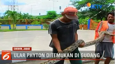 Ular pyhton atau sanca batik ini ditangkap sejumlah pekerja gudang bulog larangan kota Cirebon, Rabu siang.