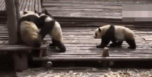 Panda Yang Terlibat Tawuran Massal | Foto: copyright Metro.co.uk