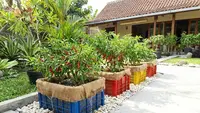 10 Desain Kebun Cabai Pakai Keranjang Plastik Bekas Anti Becek, Tumbuh Lebat di Musim Hujan