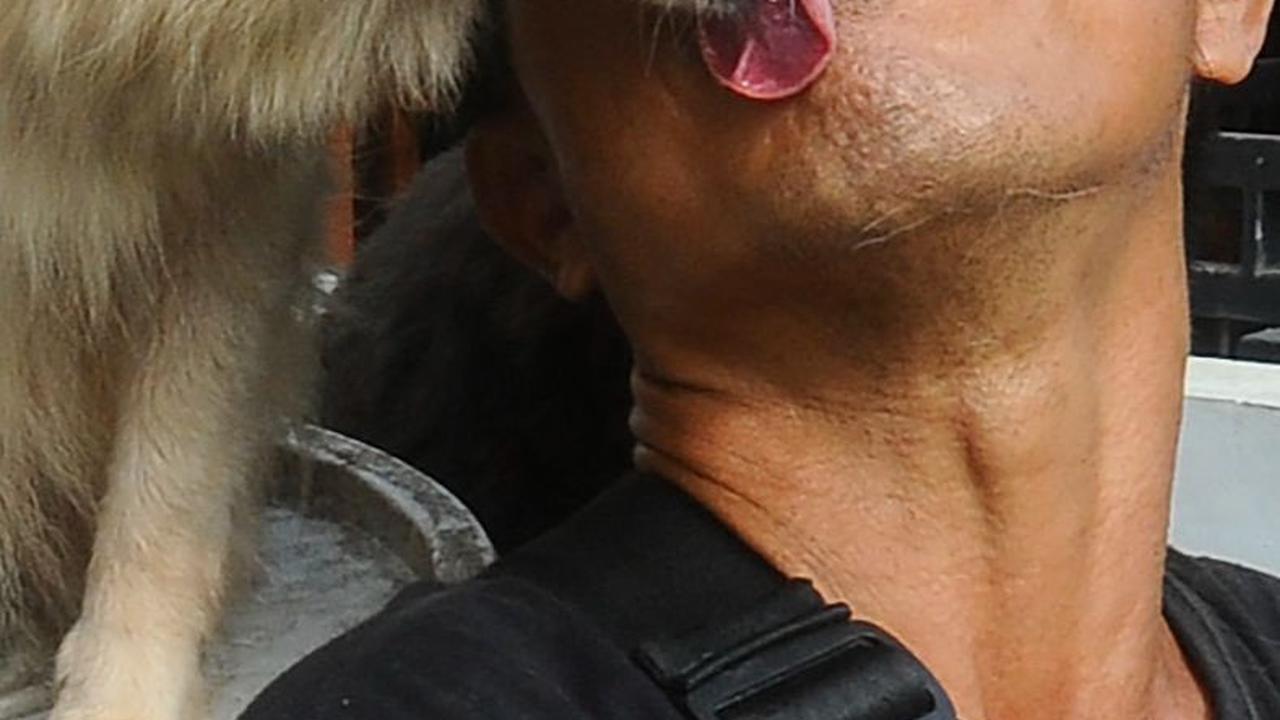 Lelut mengaku selain menjadi bagian dari hobinya, menurut dia anjing memiliki kesetiaan tiada tanding dan tiada bandingnya dengan hewan lain.
