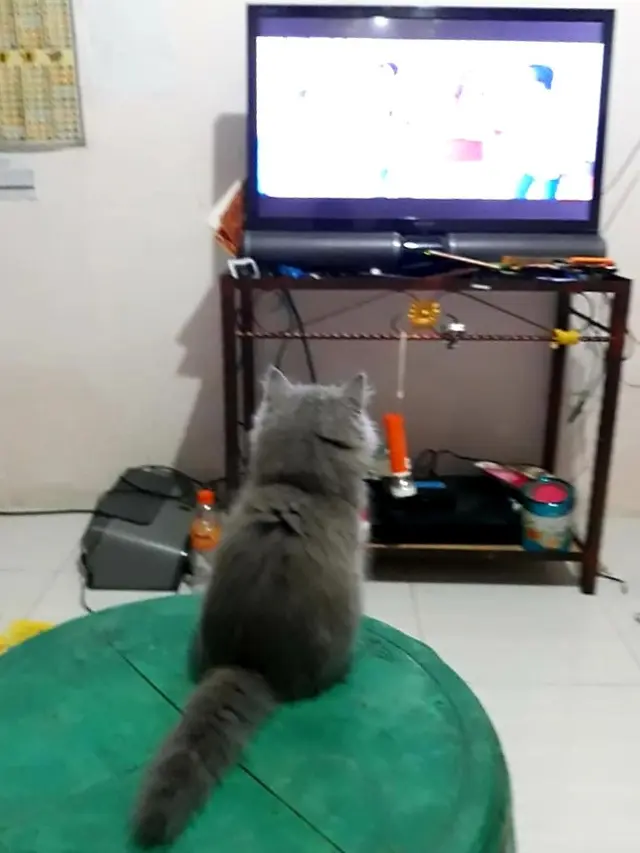 6 Potret Kucing Serius Nonton TV Ini Bikin Gemas Lihatnya
