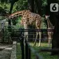 Petugas memberi makan jerapah di Taman Margasatwa Ragunan, Jakarta Selatan, Senin (20/4/2020). Pihak pengelola Taman Margasatwa Ragunan tetap melakukan perawatan terhadap seluruh satwa selama pandemi virus corona COVID-19. (Liputan6.com/Faizal Fanani)