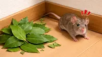 Cara Mengusir Tikus pakai Daun Salam dan Bahan Alami yang Ampuh Lainnya