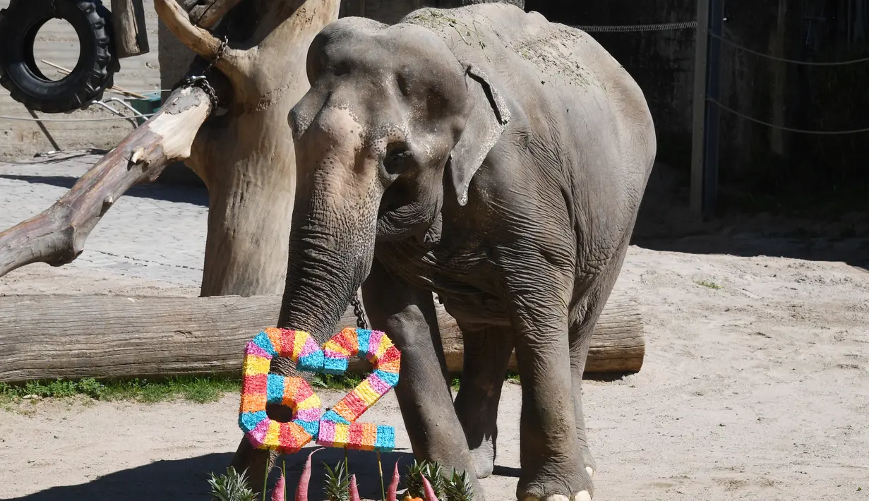 Seekor gajah bernama Rani saat mendapatkan hadiah buah dan sayuran di di kebun binatang di Karlsruhe, Jerman (17/5). Rani baru saja merayakan ulang tahunnya yang ke-62. (AFP Photo/dpa/Uli Deck/Germany Out)