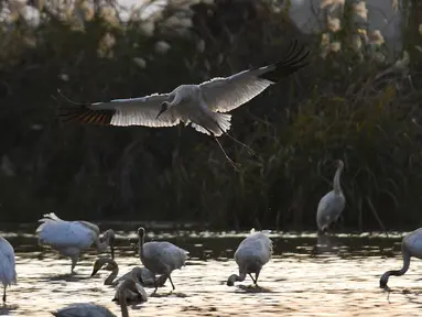 Kawanan burung migran termasuk burung jenjang putih (white crane) dan angsa mencari makan di lahan basah kawasan konservasi burung jenjang putih Wuxing di tepi Danau Poyang di Nanchang, Provinsi Jiangxi, China timur, pada 18 November. (Xinhua/Zhou Mi)