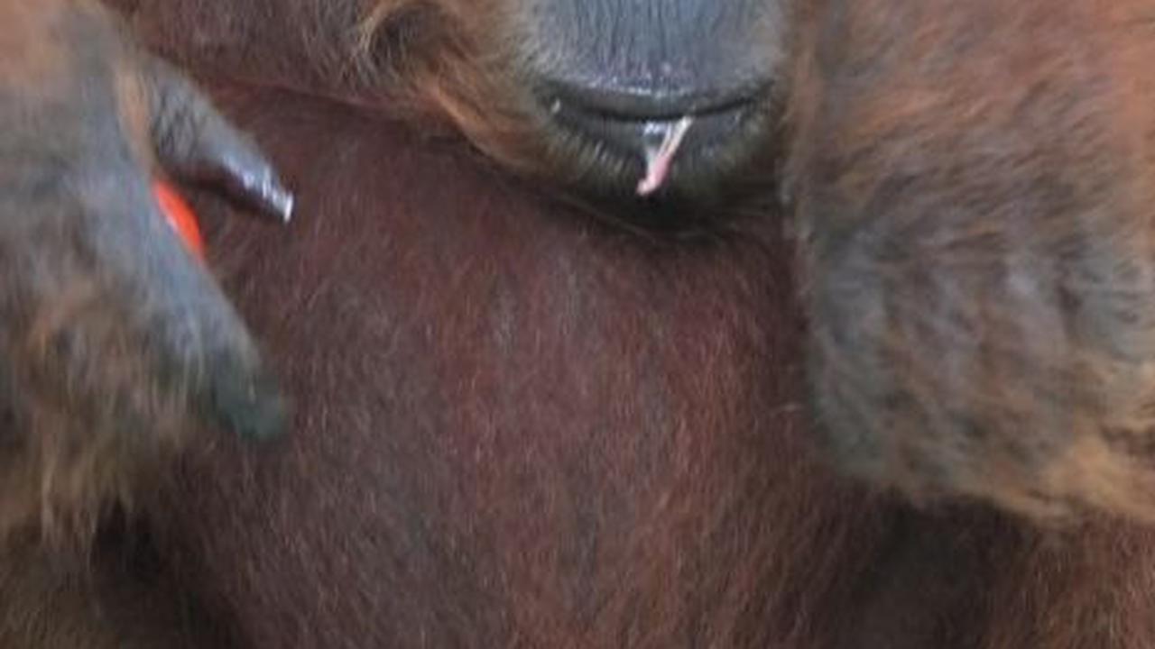 Miris! Orang Utan & Anaknya Kurus Kering Diduga Cari Makanan di Area Tambang