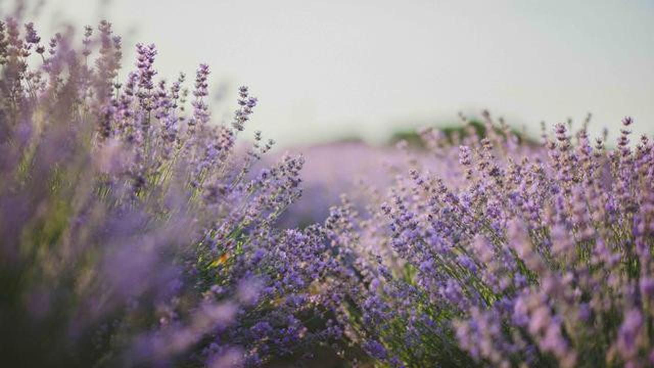 Ilustrasi bunga lavender