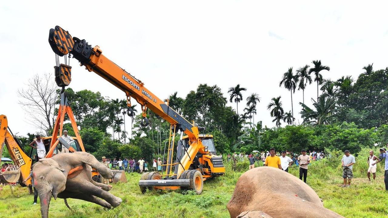 Peristiwa tragis menimpa seekor induk gajah dan dua anaknya di India. 

Ketiga gajah malang itu tewas tersetrum listrik tegangan tinggi ketika meninggalkan hutan untuk mencari makan.