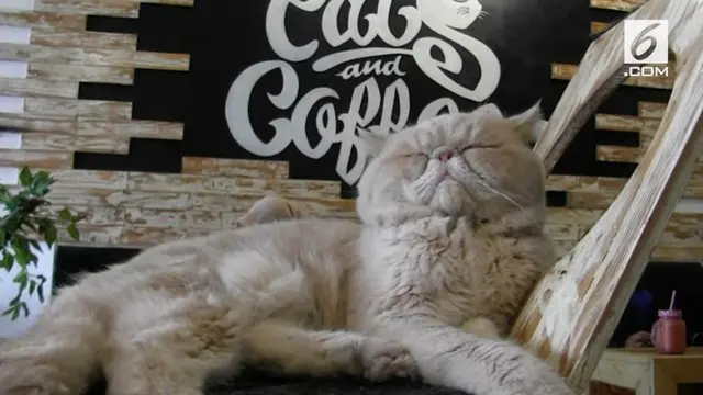 Fenomena bermunculannya kafe kucing ternyata juga hadir di Yogyakarta. Tepatnya di Sleman, kini ada kafe kucing yang diberinama Cat And Coffee.