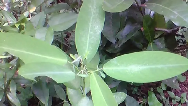 Pohon Menari