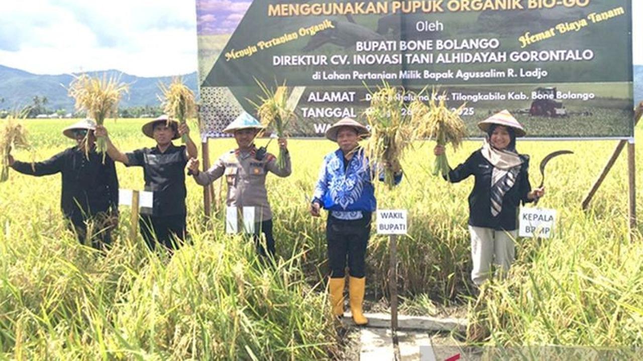 Gratis? Bone Bolango Dukung Pemanfaatan Pupuk Organik untuk Pertanian Berkelanjutan