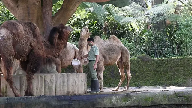 Salah satu satwa di Taman Safari. (dok Taman Safari)