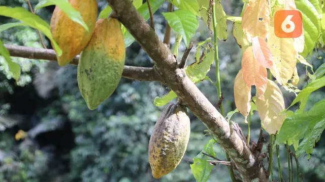 Kakao Gorontalo