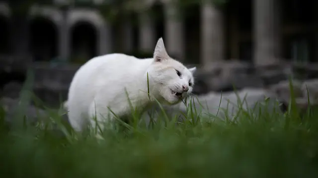 19 Kucing Liar Cetak Sejarah, Dinobatkan Sebagai Aset Tetap Hidup Istana Kepresidenan Meksiko