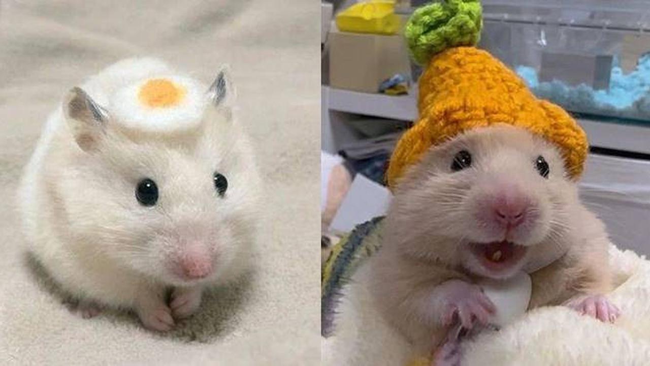 7 Potret Lucu Hamster saat Didandani Ini Tampil Menggemaskan