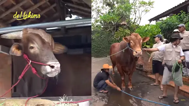 Sapi Kurban Jumbo Golden dan Wariso Bertemu