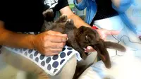 Kafe Unik, Pengunjung Bisa Bermain dengan Kelinci Imut