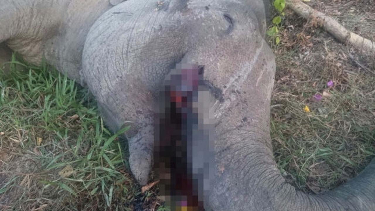 Ini kondisi mengenaskan gajah Yongki ditemukan mati tanpa gading