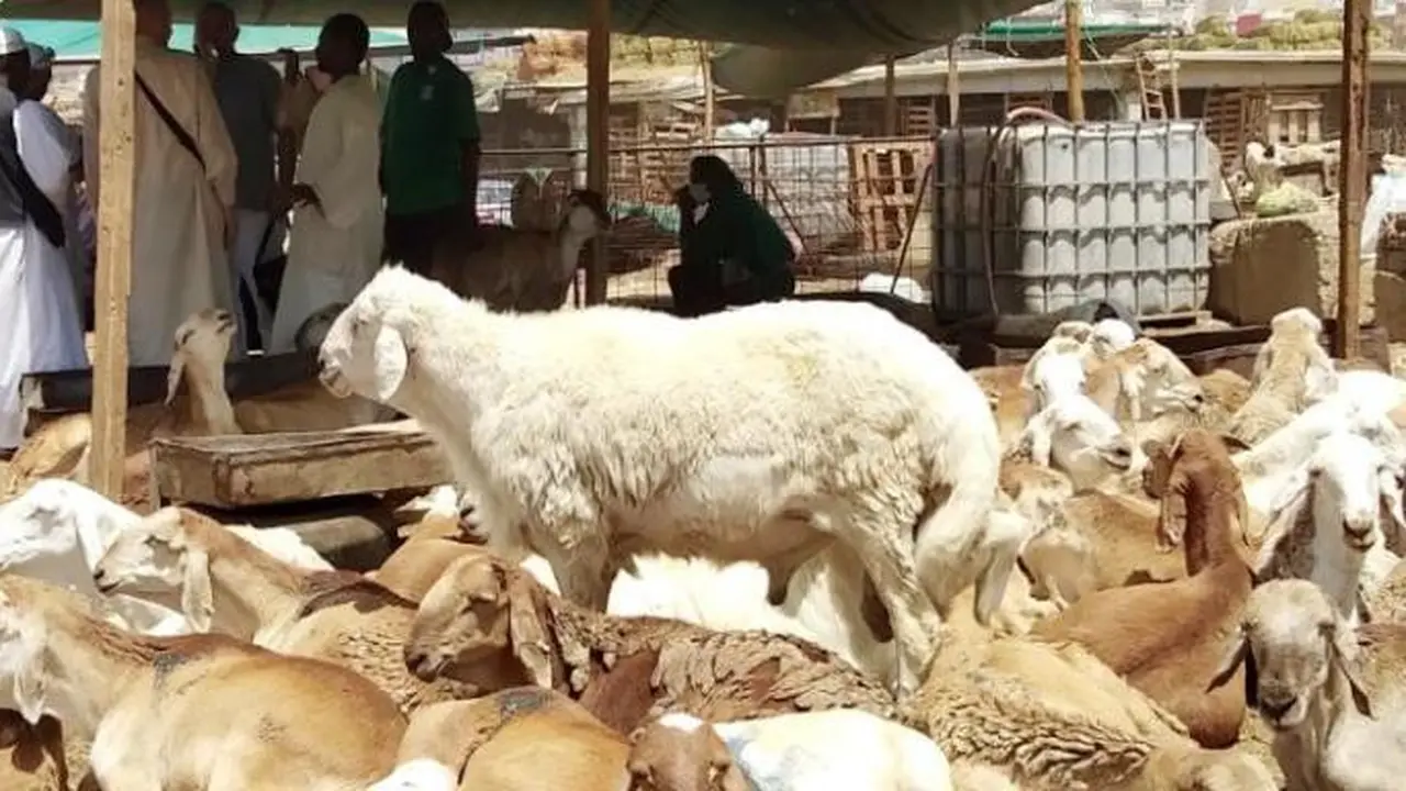 Pasar Hewan di Makkah