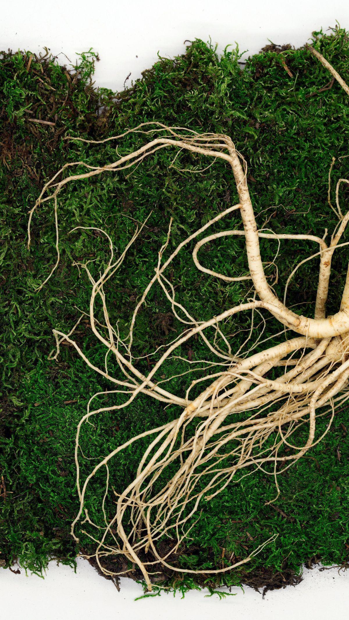 Namun, efek penurunan gula darah bisa bervariasi, tergantung dari senyawa aktif yang terkandung dalam masing-masing ginseng.