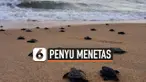 THUMBNAIL PENYU