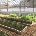 Hari Mangrove Sedunia, Rumah Pembibitan Berbasis IoT Hadir di Cilacap