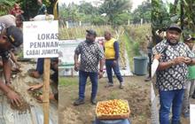 Pemkab Jayapura Gencarkan Penanaman Cabai Juwita untuk Perkuat Ketahanan Pangan Daerah