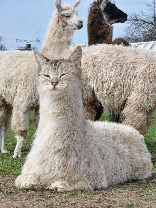 Viral Transformasi Hewan Jika Berwajah Kucing, Bikin Gemas. (Sumber: Instagram/koty_vezde)