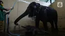 Keeper memandikan bayi gajah Sumatera (Sumatran elephant) dalam kandangnya Taman Safari Indonesia Cisarua, Bogor, Jawa Barat, Rabu (13/5/2020). Bayi gajah jantan bernama Covid itu hasil perkawinan gajah Sumatera, Nina dan Kodir. (merdeka.com/Imam Buhori)
