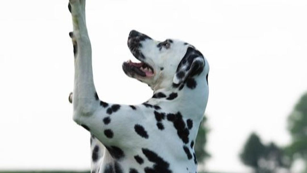 Dalmatian