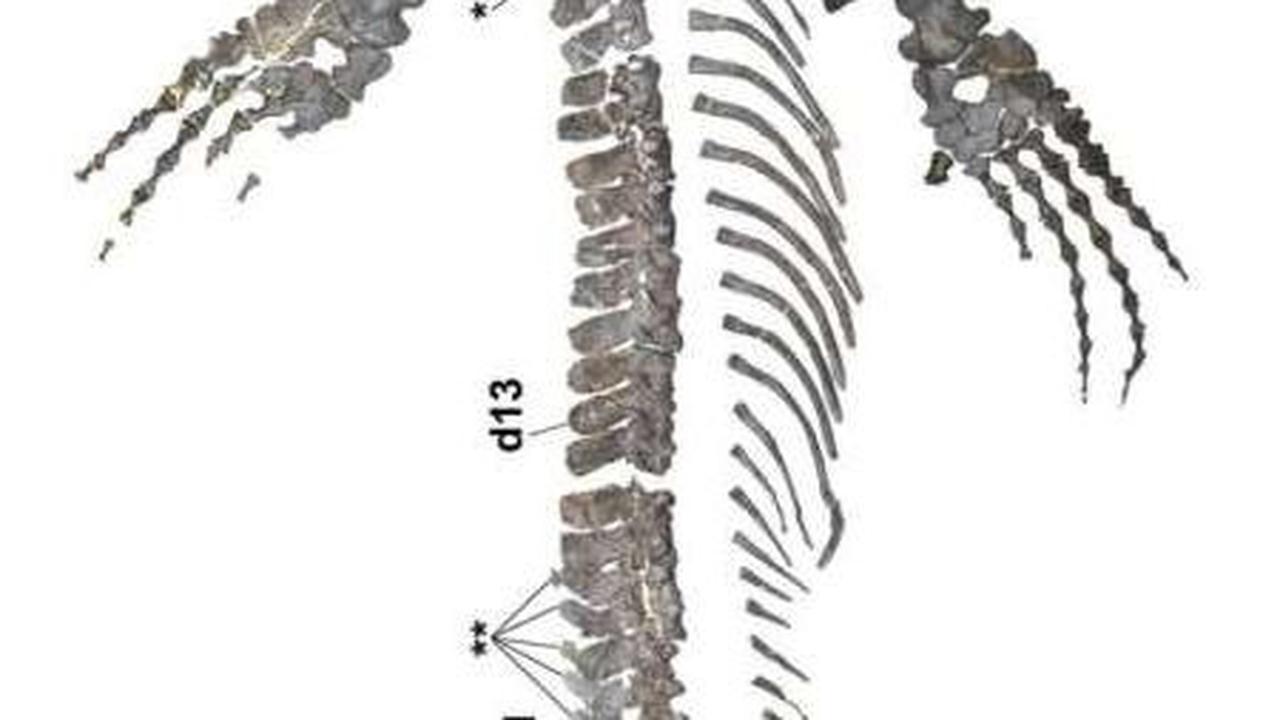 Konishi menyatakan ini adalah kerangka mosasaurus paling lengkap yang pernah ditemukan di Jepang atau di kawasan Pasifik barat laut.<br>"Dalam hal ini, itu hampir seluruh spesimennya, yang menakjubkan," kata Konishi.<br><br>Foto:&nbsp;Takuya Konishi