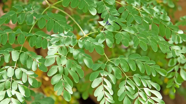 6 Tanaman Penolak Kekuatan Jahat