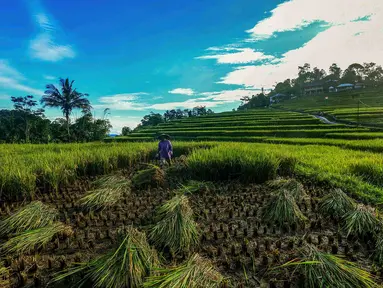 Petani memanen padi jenis Ciherang di Terasering Cisalada, Bogor, Jawa Barat, Minggu (12/4/2006). Harga gabah kering di tingkat petani saat ini naik, dari harga sebelumnya Rp 6800/kg menjadi Rp 8000/kg. (merdeka.com/Arie Basuki)