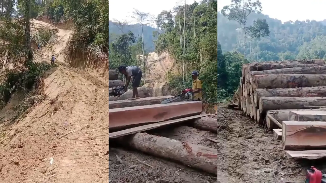 Pembalakan Liar