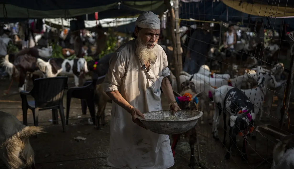 Seorang pedagang memberi makan kambing di pasar ternak menjelang Idul Adha di New Delhi, India, Selasa, 5 Juli 2022. Umat Muslim di seluruh dunia merayakan Idul Adha, atau "Hari Raya Kurban," yang memperingati kisah Al Quran tentang kesediaan Nabi Ibrahim mengorbankan anaknya sebagai bentuk ketaatan kepada Allah SWT. (AP Photo/Altaf Qadri)
