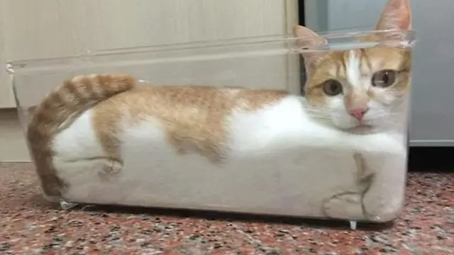 Muat di Mana Saja, 8 Potret Ini Buktikan Kucing Sebenarnya 'Tidak Bertulang'