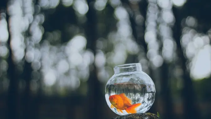 Ilustrasi Ikan Mas(Pexels/Ahmed)