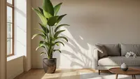 12 Tanaman yang Membawa Energi Positif Menurut Feng Shui untuk Rumah yang Lebih Harmonis