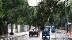 Pengendara menghindari pohon tumbang yang menutupi sebagian jalan di kawasan Cikini, Jakarta, Kamis (22/11). Hujan deras disertai angin kencang  melanda Ibukota pada Kamis (22/11) sore. (Liputan6.com/Immanuel Antonius)