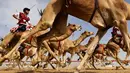 Para joki memulai balapan unta selama festival warisan Sheikh Sultan Bin Zayed al-Nahyan di Abu Dhabi, Uni Emirat Arab (10/2). Festival ini juga meliputi kontes kecantikan, lelang unta dan kompetisi untuk kerajinan tradisional. (AFP/Karim Sahib)