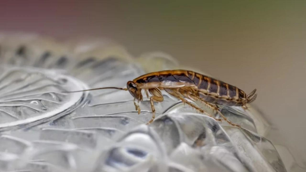 7 Cara Mudah Memberantas Kecoak di Mobil, Bisa Pakai Baking Soda