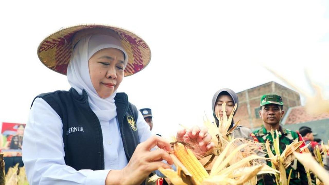 Khofifah Proyeksikan Produksi Jagung Jawa Timur Capai 5,4 Juta Ton pada 2026, Perkuat Swasembada Pangan Nasional